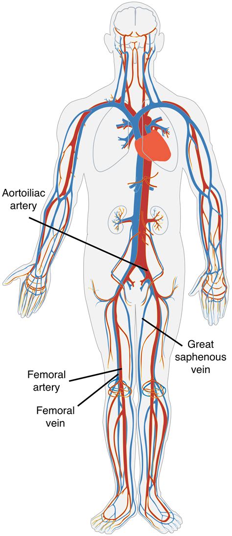 Human Vein Diagram