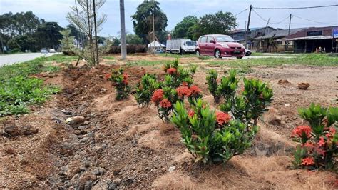 Pokok Bunga Hiasan Tepi Jalan Pun Nak Curi – Utusan Timur