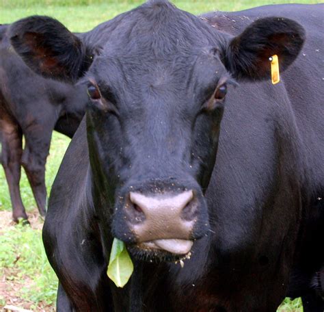 Black Angus Calf in a Pasture image | Cow calf, Cow, Mammals images