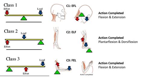 Understanding the three types of levers in the body