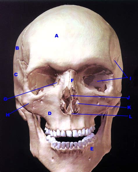 Skull - Anterior View