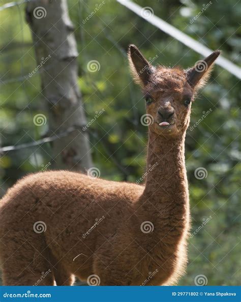 Brown Baby Llamas Stock Photography - Image: 29771802