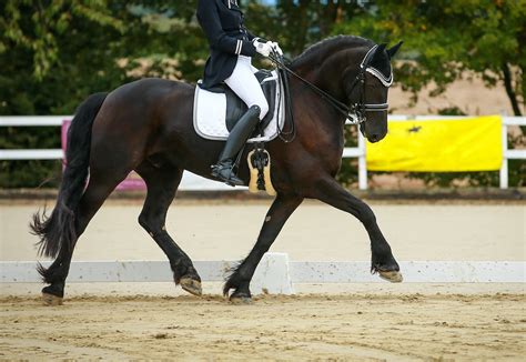 How to Ride Dressage Movements ⋆ How To Dressage