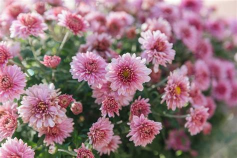 Hardy Chrysanthemums (Garden Mums): Plant Care & Growing Guide