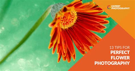 13 Flower Photography Tips for More Creative Photos