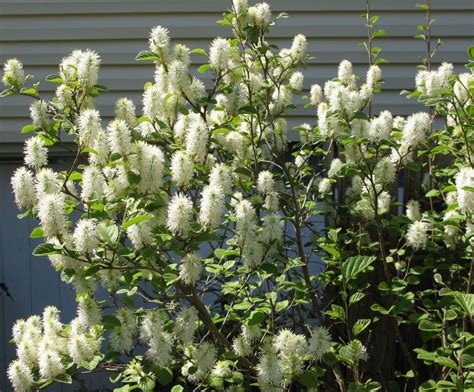 Dwarf Fothergilla | Plant Profile – Sylvan Gardens Landscape Contractors