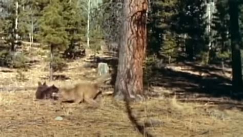 Black Bear vs. Mountain Lion [VIDEO] - Montana Hunting and Fishing ...