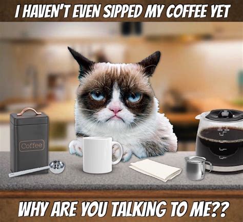 Grumpy Cat Coffee ☕️ | Grumpy cat, Grumpy cat humor, Cats