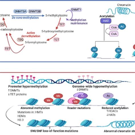 Epigenetic changes in routine and tumor cells in breast cancer ...