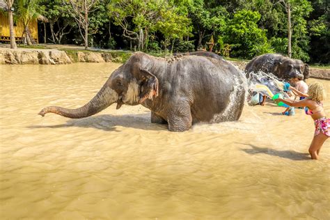 The Best Phuket Elephant Sanctuary – Green Elephant Sanctuary Park ...