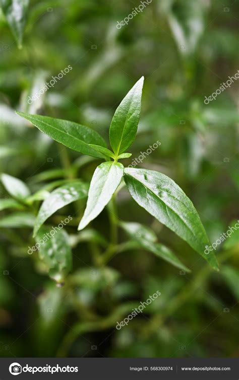 Andrographis Paniculata Plant Leaves Stock Photo by ©srisomthavil@gmail ...