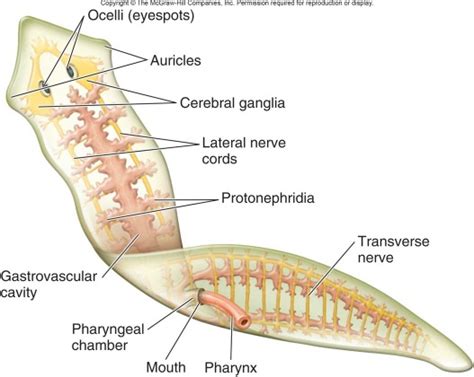 Planariadiagramnawalanglabel