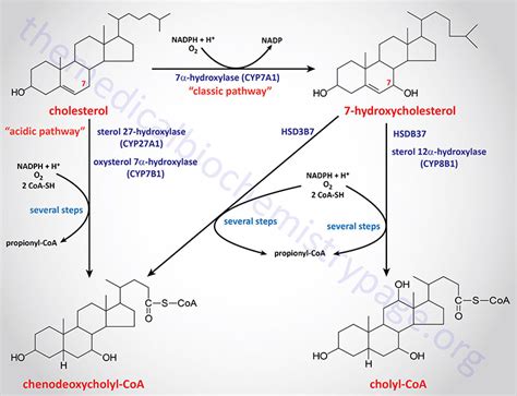 Bile Acid Synthesis, Metabolism, and Biological Functions - The Medical ...