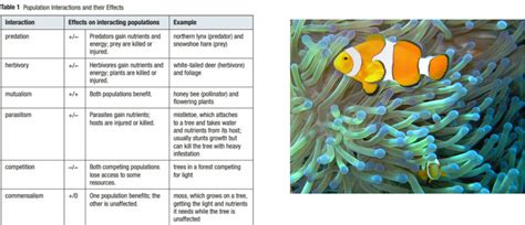 Bacteria Symbiotic Relationships in Humans