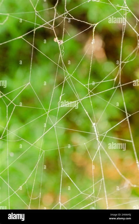 Spider Web Pattern Stock Photo - Alamy