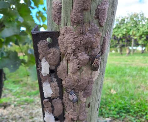 Stop the spotted lanternfly: identify and destroy their eggs ...