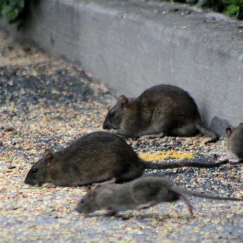 Five Signs You Have a Rat Infestation · ExtermPRO