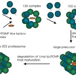 The proteasome assembly pathway. Proteasome formation is initiated by ...