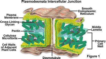 Plasmodesmata function in plant cells