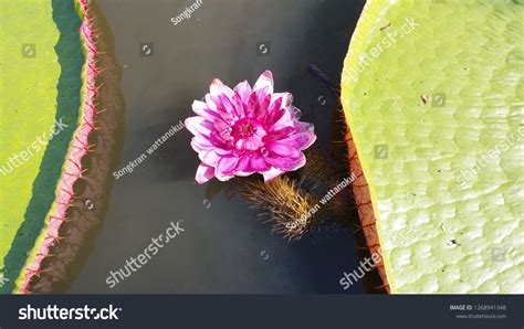 Victoria Water Lily Stock Photo 1268941348 | Shutterstock