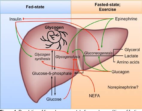 Glycogen Phosphorylase Liver Vs Muscle - Nutrients | Free Full-Text ...