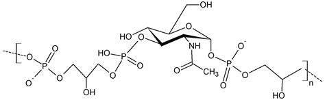 Teichoic Acids