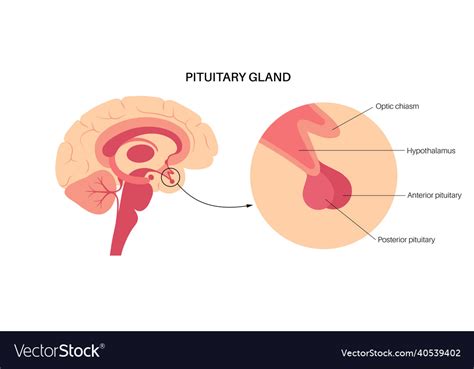 Pituitary gland anatomy Royalty Free Vector Image