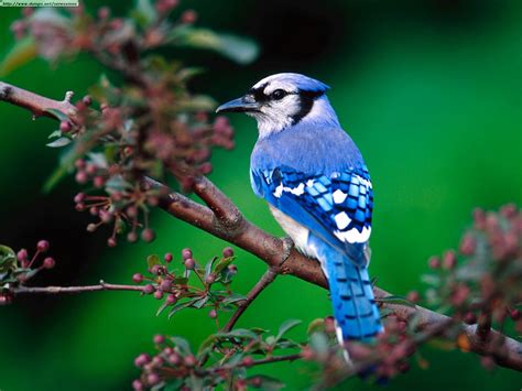 Blue Jay Wing Span Blue jay