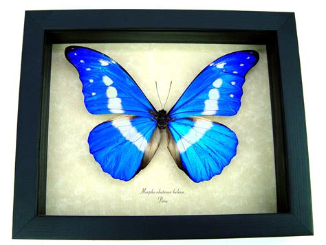 Morpho rhetenor helena - Framed Morpho Butterfly