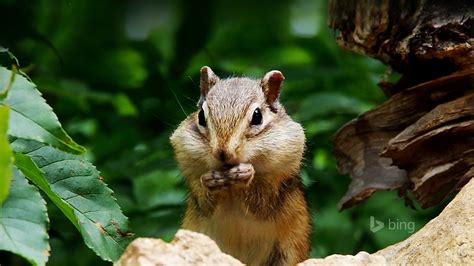 Écureuil mignon close-up-Bing fond d'écran Aperçu | 10wallpaper.com