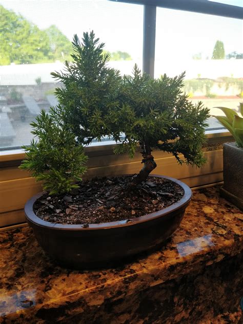 New Juniper Bonsai. In need of watering advice : r/Bonsai