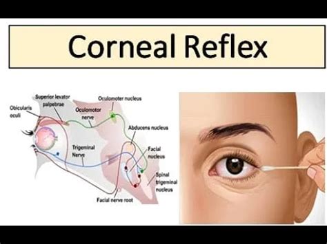 Blink Reflex (Corneal Reflex) - A Comprehensive Guide