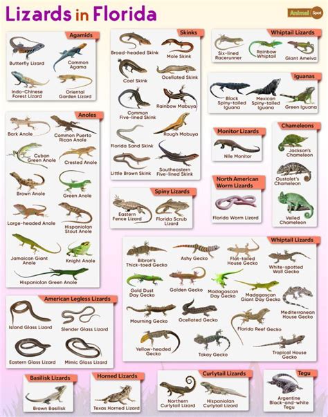 List of Lizards Found in Florida – Facts with Pictures