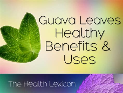 Top 10 Guava Leaves Benefits and Uses [with Video] - Ryan Taylor ...