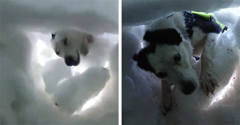 Heroic Mountain Rescue Dog Saves Person Buried Under Snow