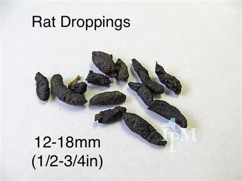 How To Identify Rat Droppings; What Size Are They? — Hammer ...