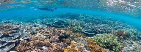 Raja Ampat Snorkeling Tour - Coral Triangle Adventures