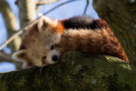 Download Cute Branch Sleeping Animal Red Panda HD Wallpaper