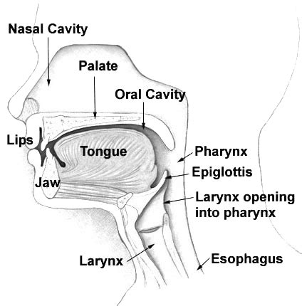 Pharynx - Wikimedia Commons