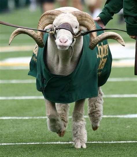 a goat with long horns wearing a green shirt and pulling a leash around ...