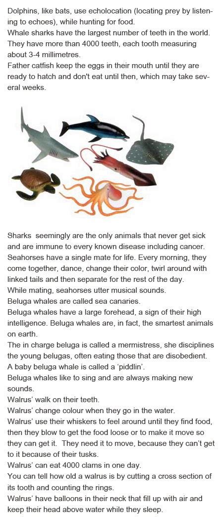 Kids Facts About Ocean Animals - Image to u