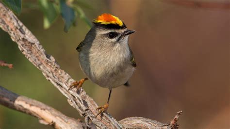 Golden-crowned Kinglet | Audubon Field Guide