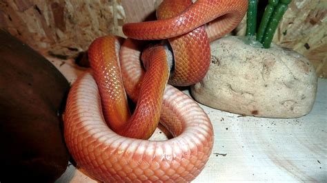 Breeding Corn Snakes (Learn What To Do And What To Avoid)