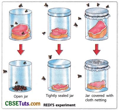 Spontaneous Generation Theory - Experiments & Examples - CBSE Tuts