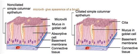 Diagram of Simple columnar Epithelium | Quizlet