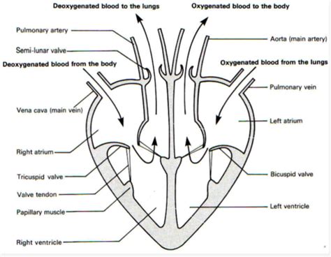 The heart/Cardiac cycle/ECG Flashcards | Quizlet