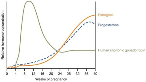 Maternal Changes During Pregnancy, Labor, and Birth | Anatomy and ...