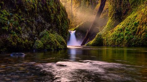 Wallpaper Nature, forest, trees, waterfall, creek, moss 1920x1080 Full ...