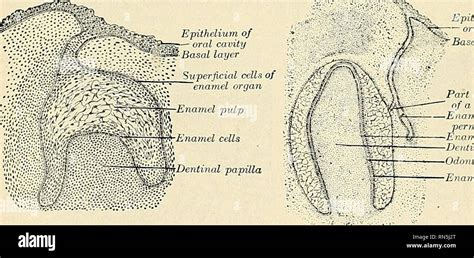 . Anatomy, descriptive and applied. Anatomy. ?^. Enamel pidp ...