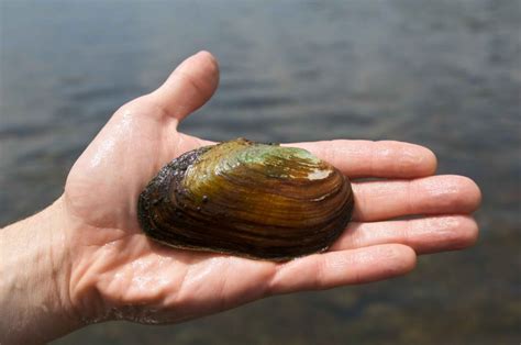 Freshwater Clams – Survival Stronghold